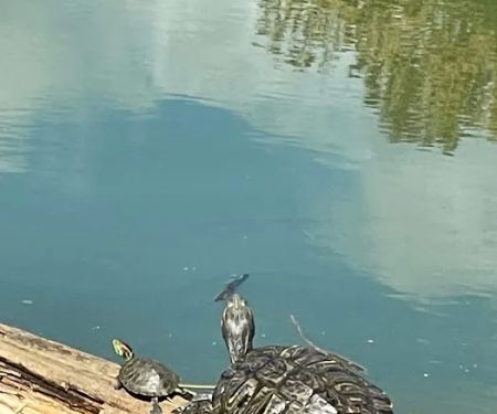 Hopewell Mobile Home Park