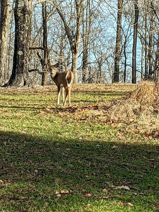 Dillon State Park Campground 3