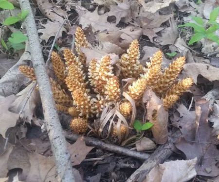 Rushville mobile homes