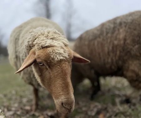 Western Reserve Village