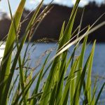 Lake O'Pines Campgrounds