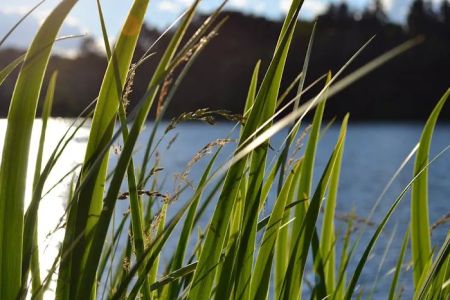 Lake O'Pines Campgrounds