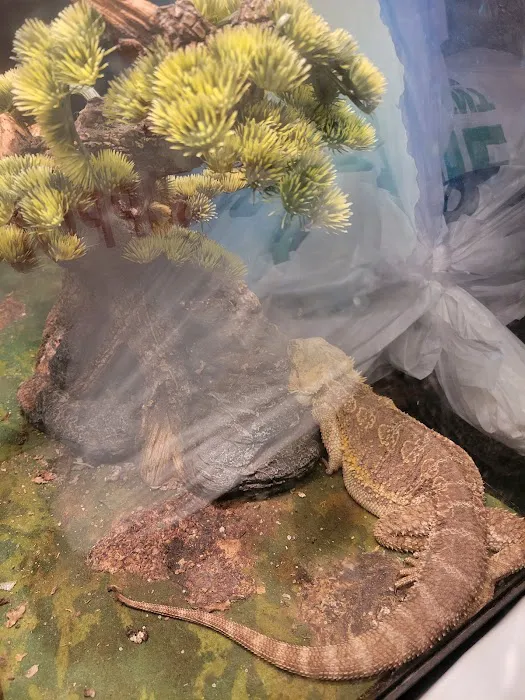 Minnesota Lake 4