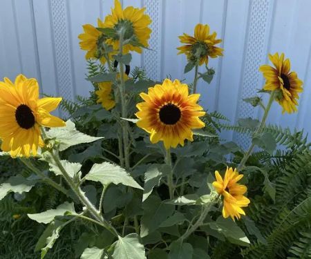 Spurlin Mobile Home Park