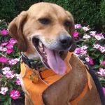 Red Dog Ridge Campground