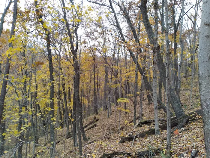 Red Dog Ridge Campground 6