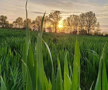 Felicity Estates, llc