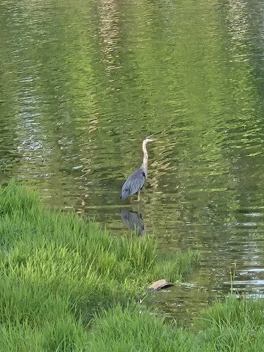 Tara Villa Campground & Marina 1