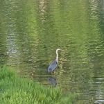 Tara Villa Campground & Marina