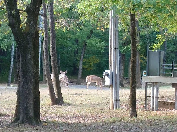 Campground 1 1