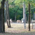 Campground 1
