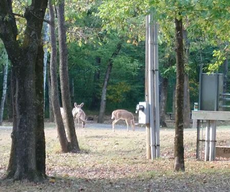Campground 1