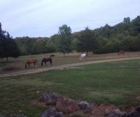 Starner Camping & Stables