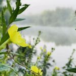 GREENVILLE RECREATION AREA