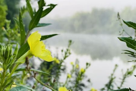 GREENVILLE RECREATION AREA