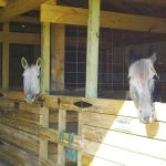 Black River Traditions, LLC