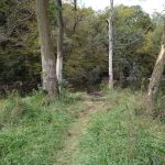 Hohneke Pond site #1