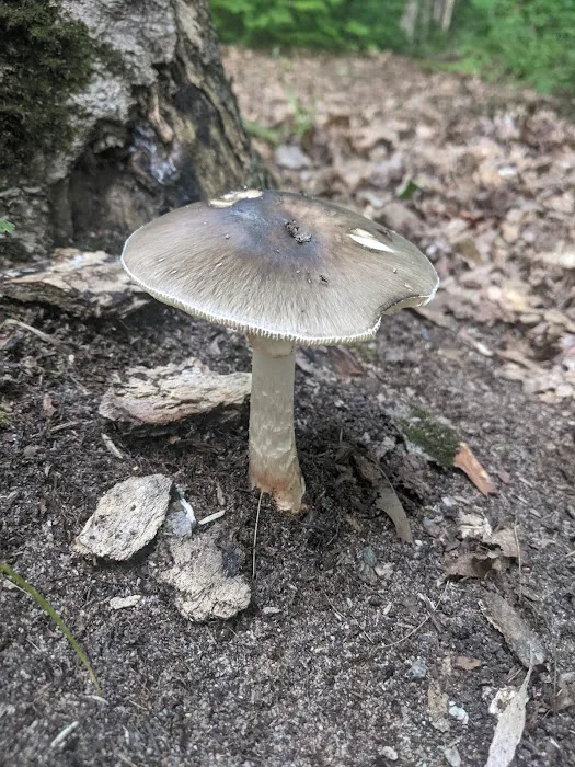 Monocle Lake Campground 7