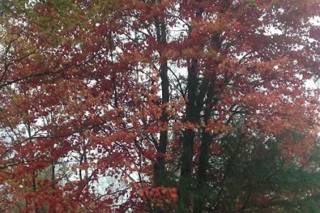Clear Lake Campground
