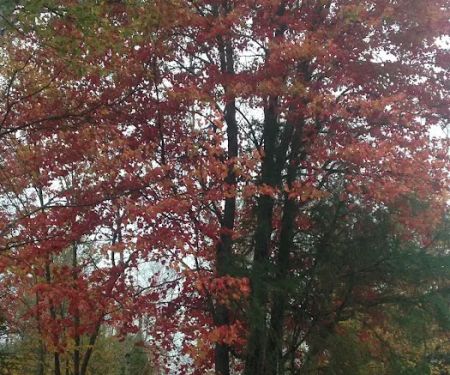 Clear Lake Campground