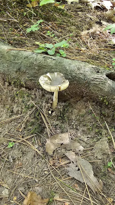 Pattison Park Campground 1