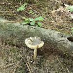 Pattison Park Campground