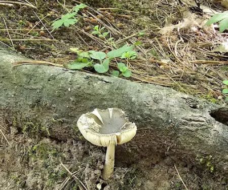 Pattison Park Campground