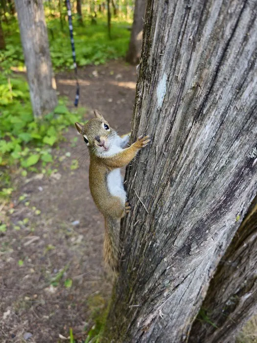 Pattison Park Campground 2
