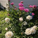 Pleasant View Mobile Home Park