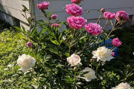 Pleasant View Mobile Home Park