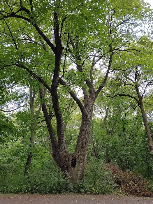 Lake Marion Campground 1