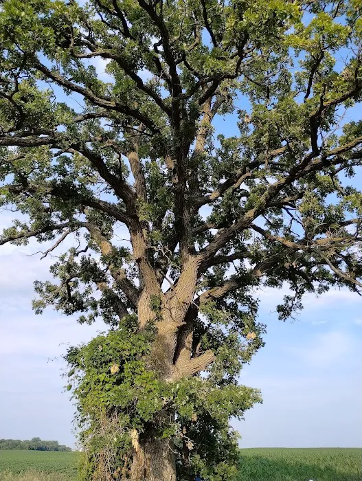 The south oak campground 2