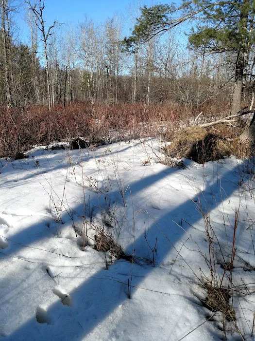 Scheck's Place State Forest Campground 6