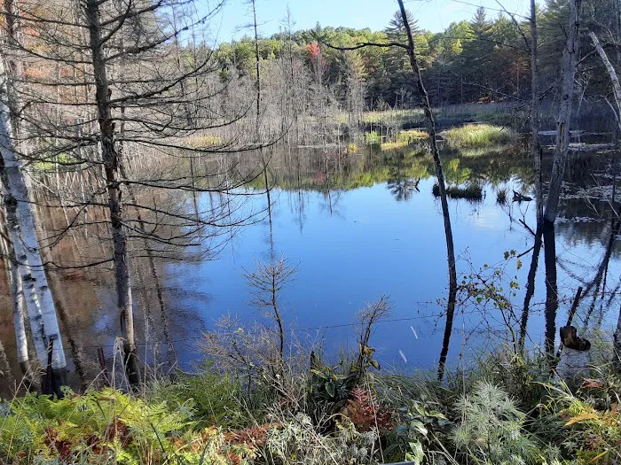 Forks State Forest Campground 9