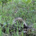 Forks State Forest Campground