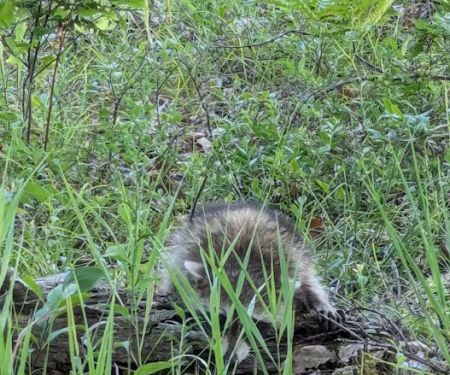 Forks State Forest Campground