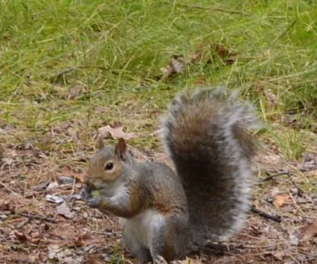 Lake Margrethe State Forest Campground