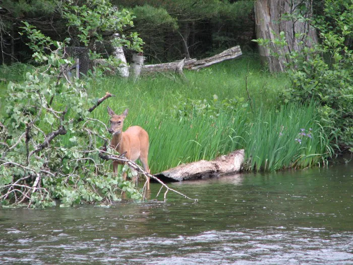Rainbow Bend State Forest Campground 9