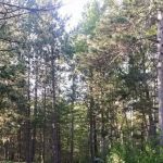 Cherry Creek Retreat