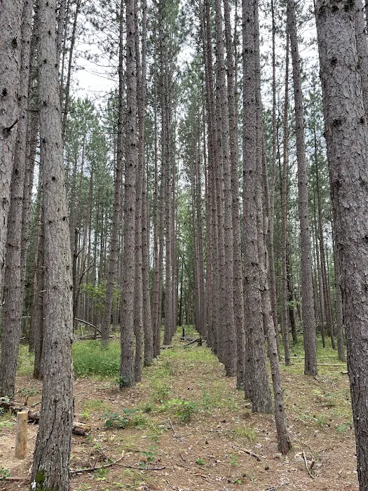 Mio Pond State Forest Campground circle camp 6