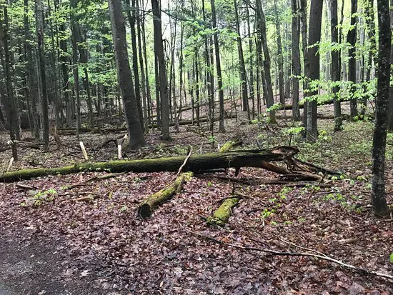 Hartwick Pines State Park Campground 4