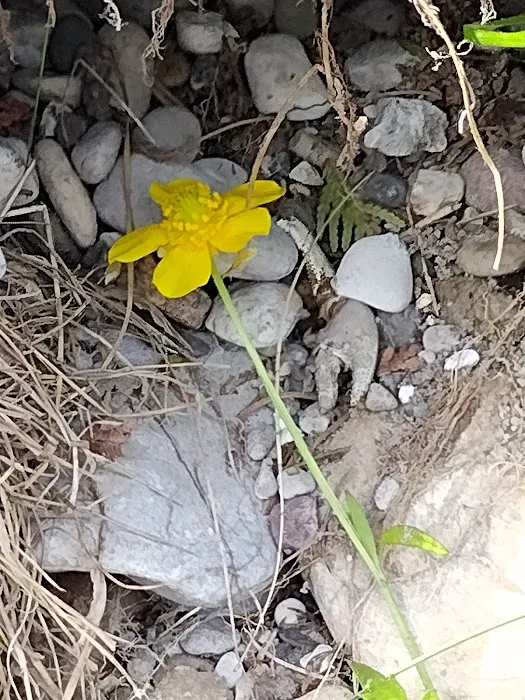 Buttercup Campground 10