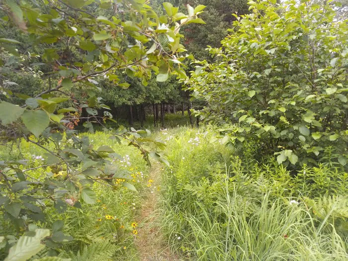 Buttercup Campground 3