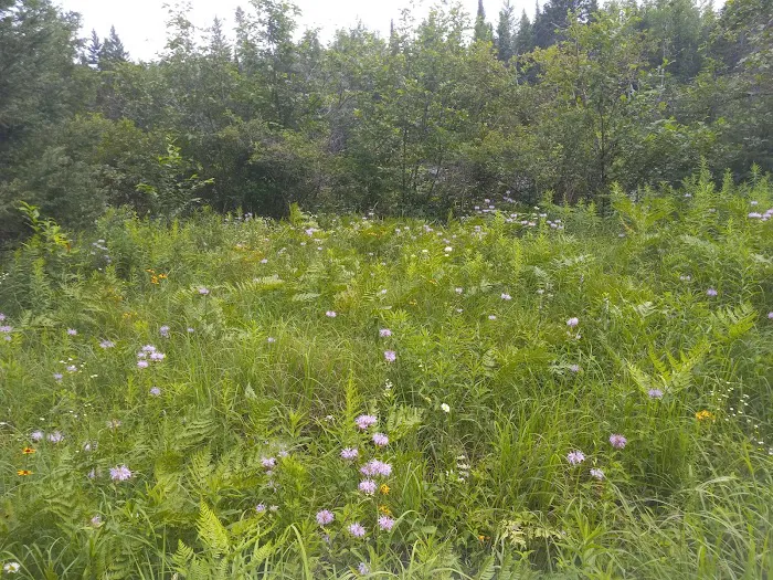 Buttercup Campground 7