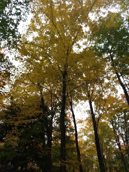 Platte River State Forest Campground 1
