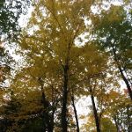 Platte River State Forest Campground