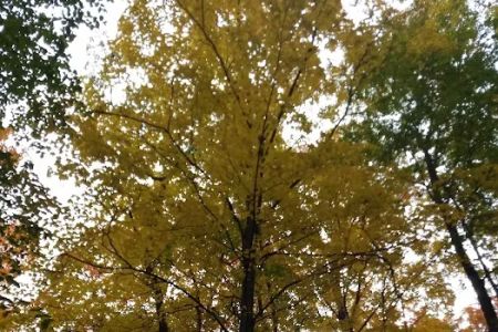 Platte River State Forest Campground