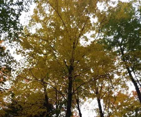 Platte River State Forest Campground