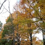 Veterans Memorial State Forest Campground