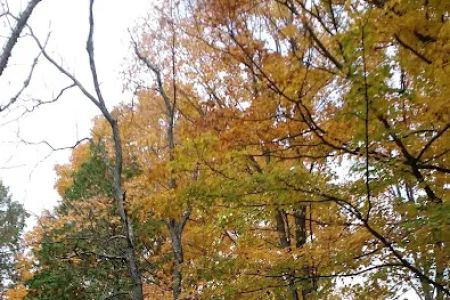 Veterans Memorial State Forest Campground